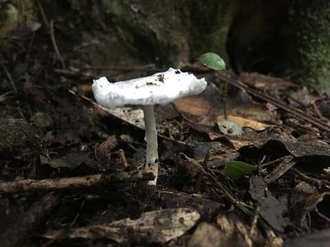 Plancia ëd Leucoagaricus serenus (Fr.) Bon & Boiffard 1974