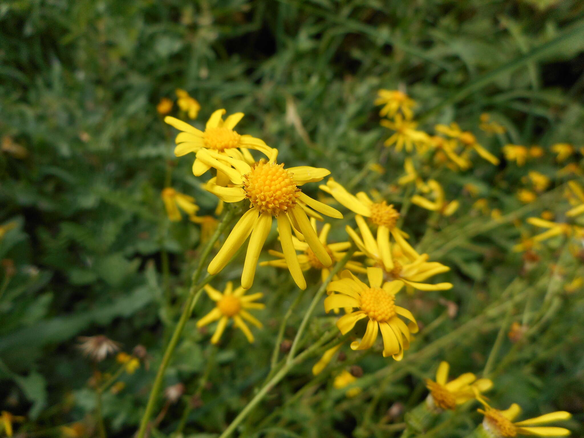 Plancia ëd Senecio squalidus subsp. rupestris (Waldst. & Kit.) Greuter