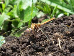 Image of Two-striped Skimmer