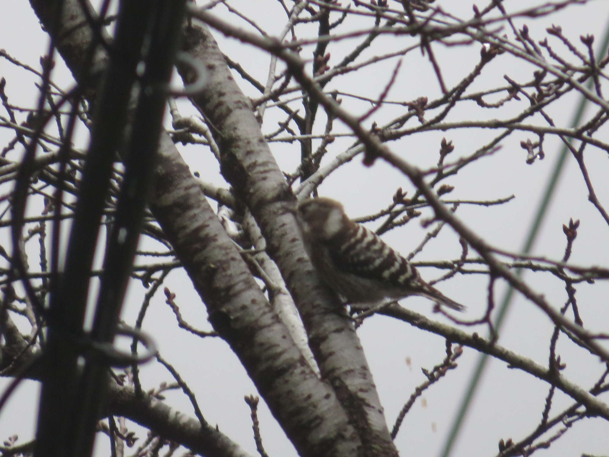 Image of Japanese Pygmy Woodpecker