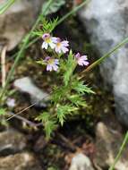 Image of Irish Eyebright