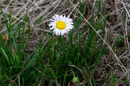 Image of Brachyscome graminea (Labill.) F. Müll.