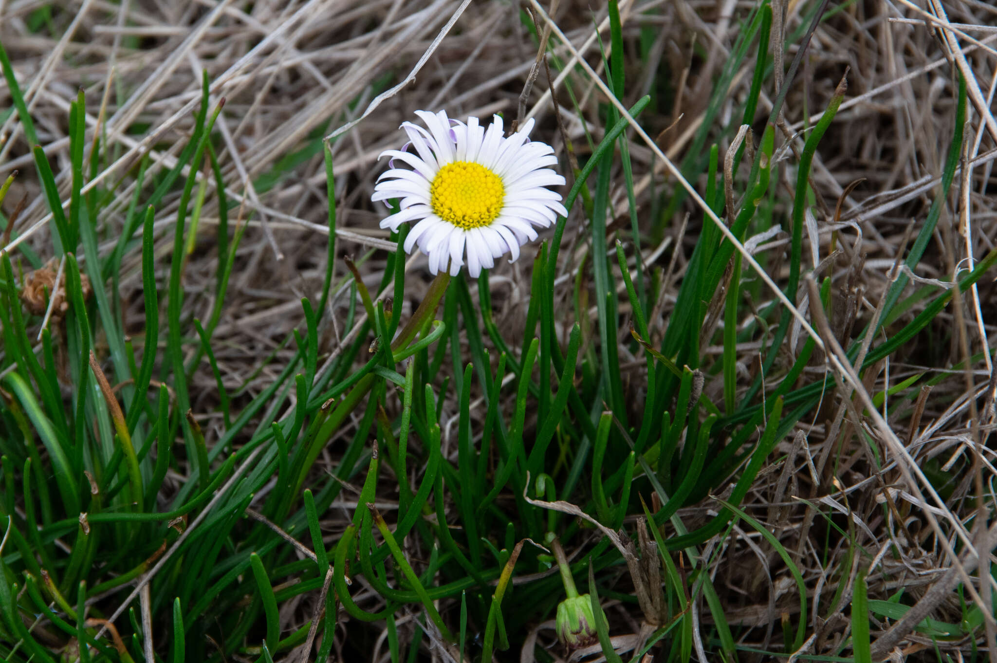 Image of Brachyscome graminea (Labill.) F. Müll.