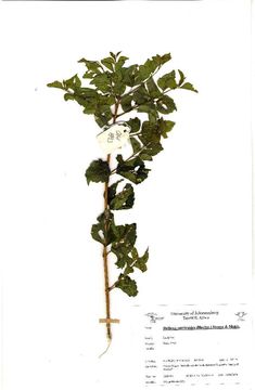 Image of premna