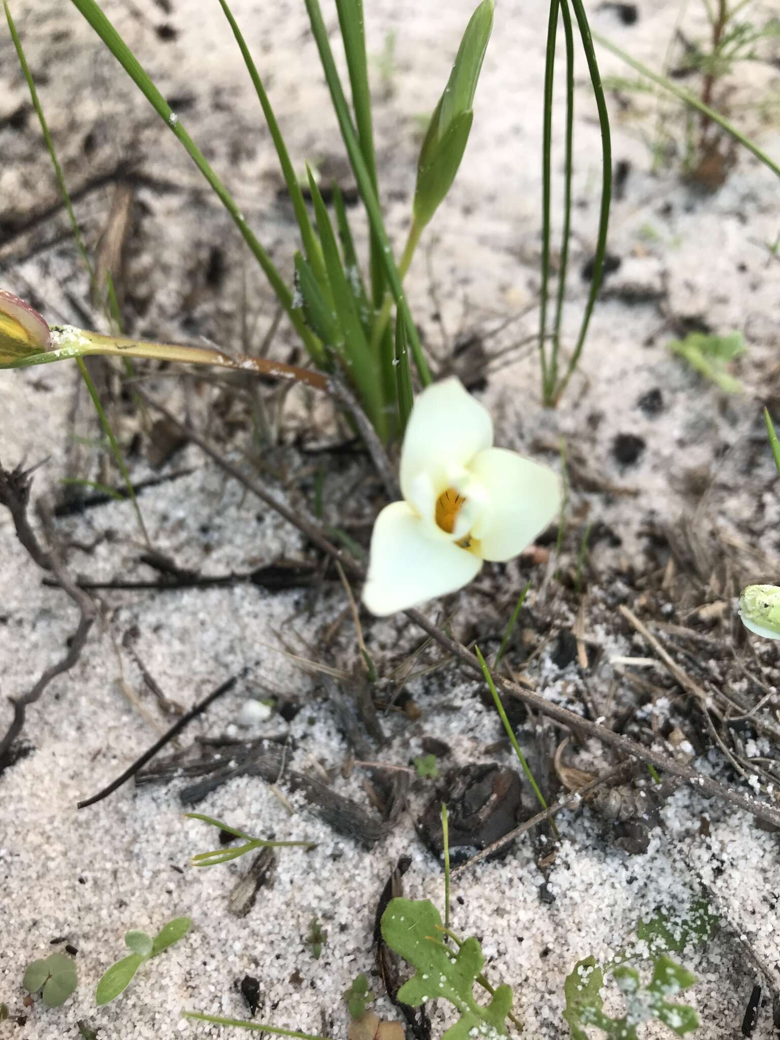 Image of Romulea flava var. flava