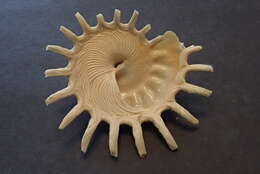 Image of sun carrier shell