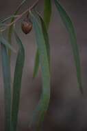 Image de Eremophila longifolia (R. Br.) F. Muell.