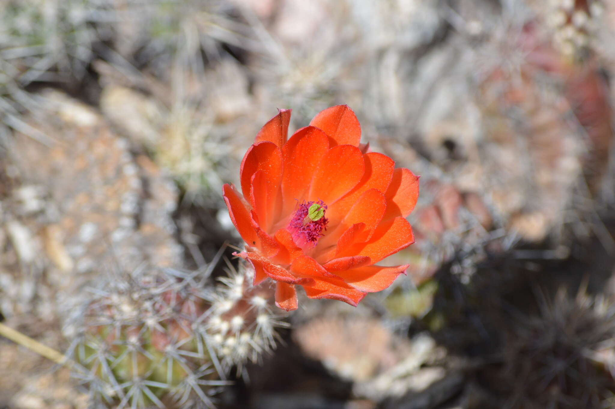 Image of Echinocereus salm-dyckianus Scheer