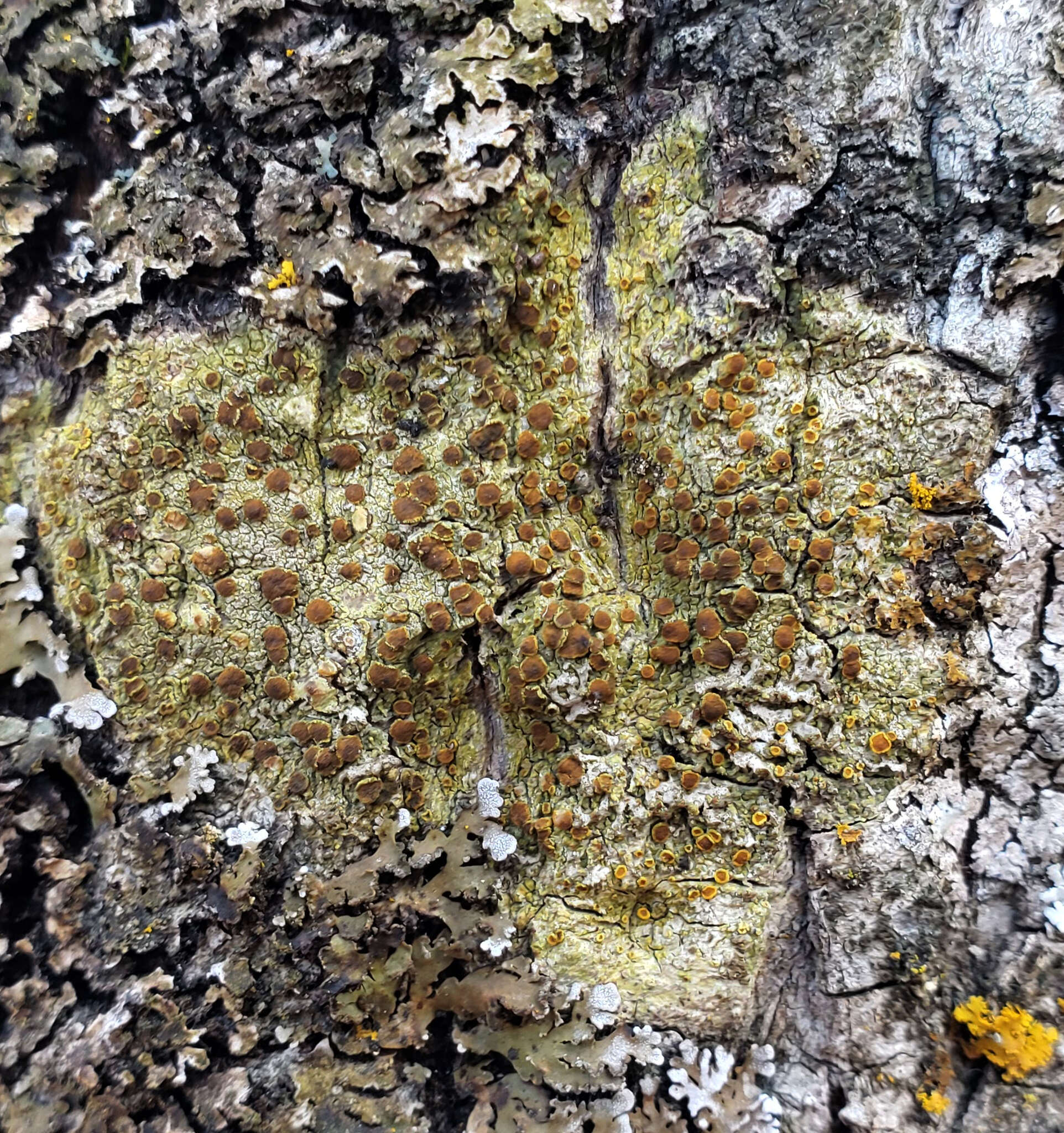 Image of orange lichen