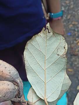 Imagem de Pterospermum suberifolium (L.) Lam.