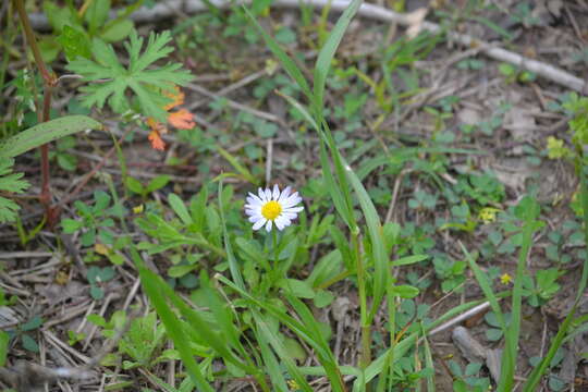 Слика од Astranthium ciliatum (Rafin.) G. L. Nesom