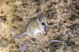 Imagem de Sminthopsis crassicaudata (Gould 1844)