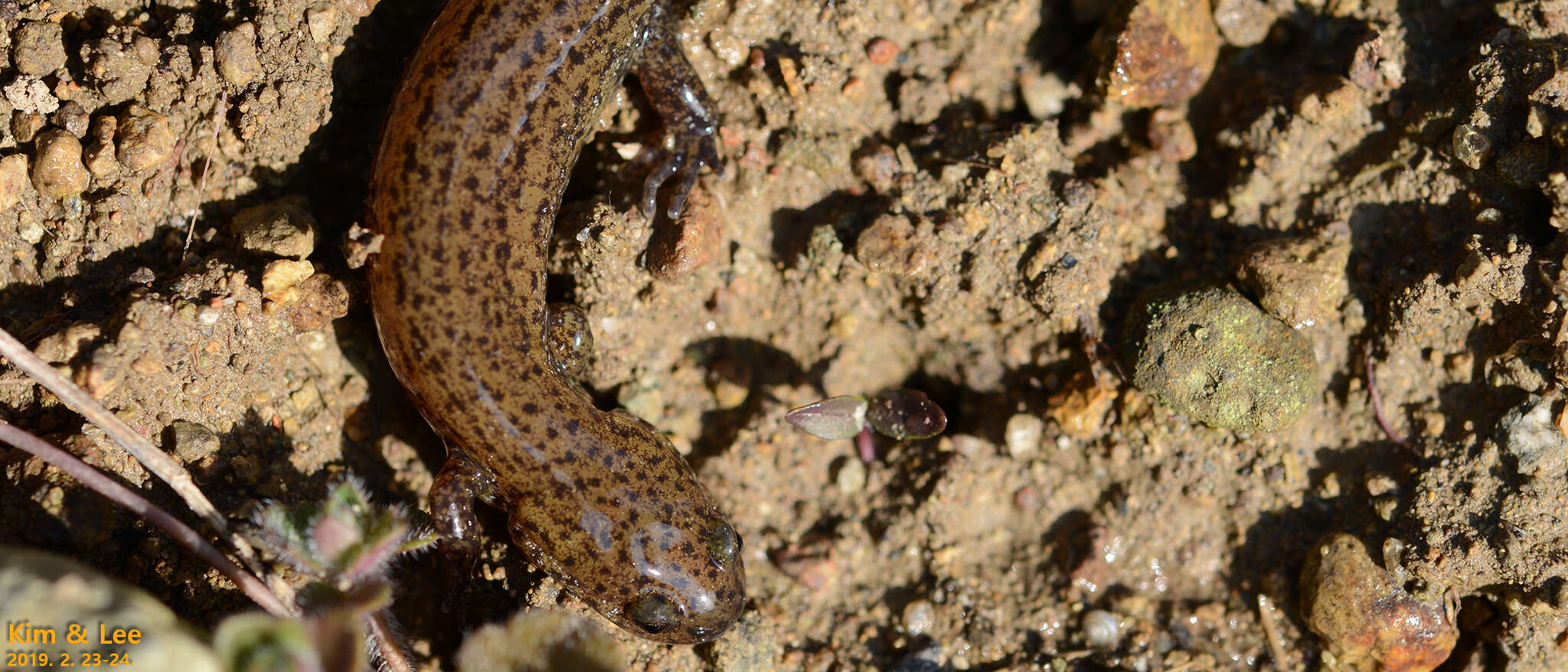 Image of Korean small salamander; Kkoma-Dorongnyong (Korean)