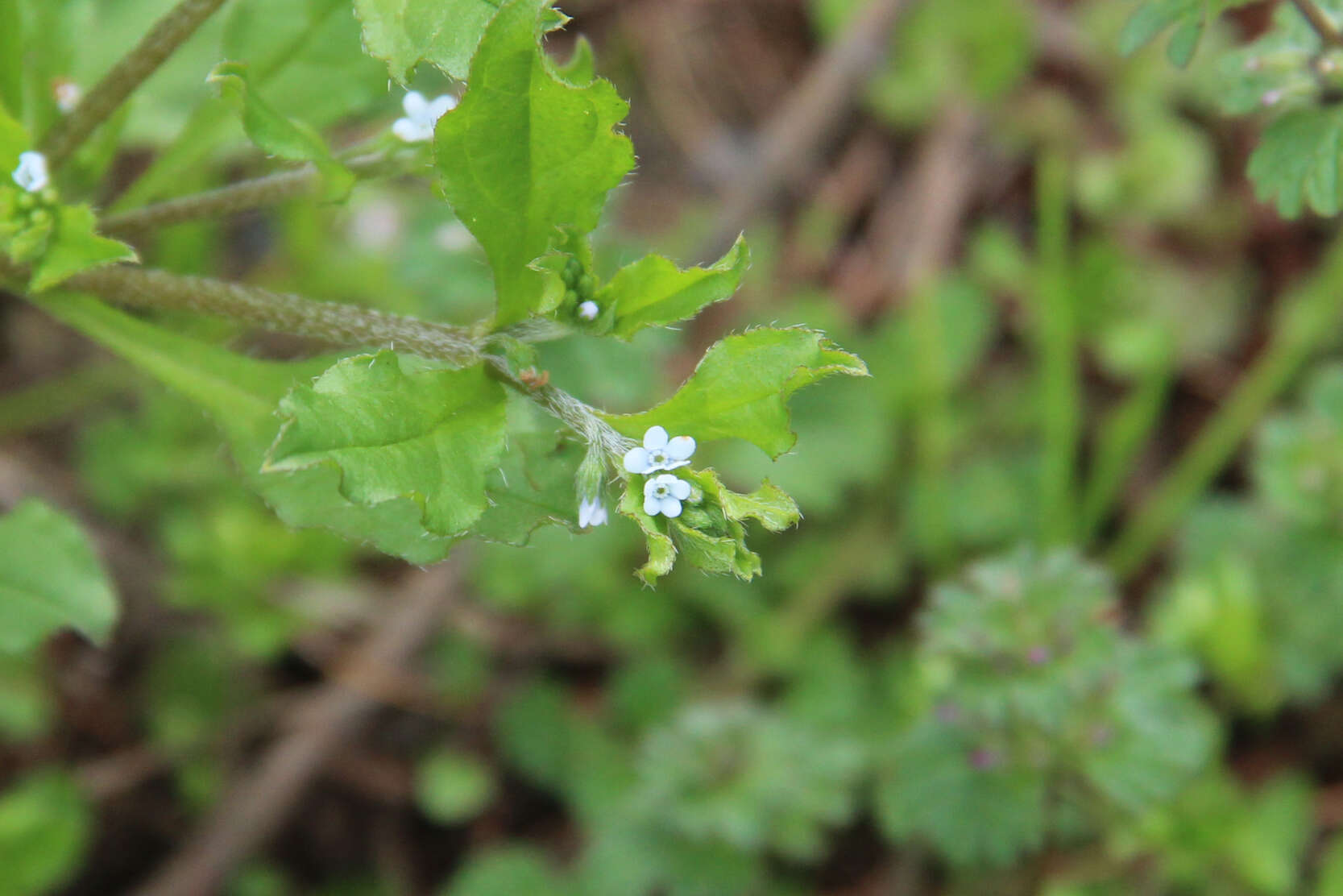 Image of Bothriospermum chinense Bunge