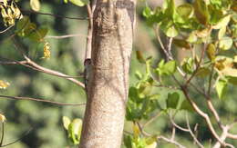 Image of Fine-spotted Woodpecker