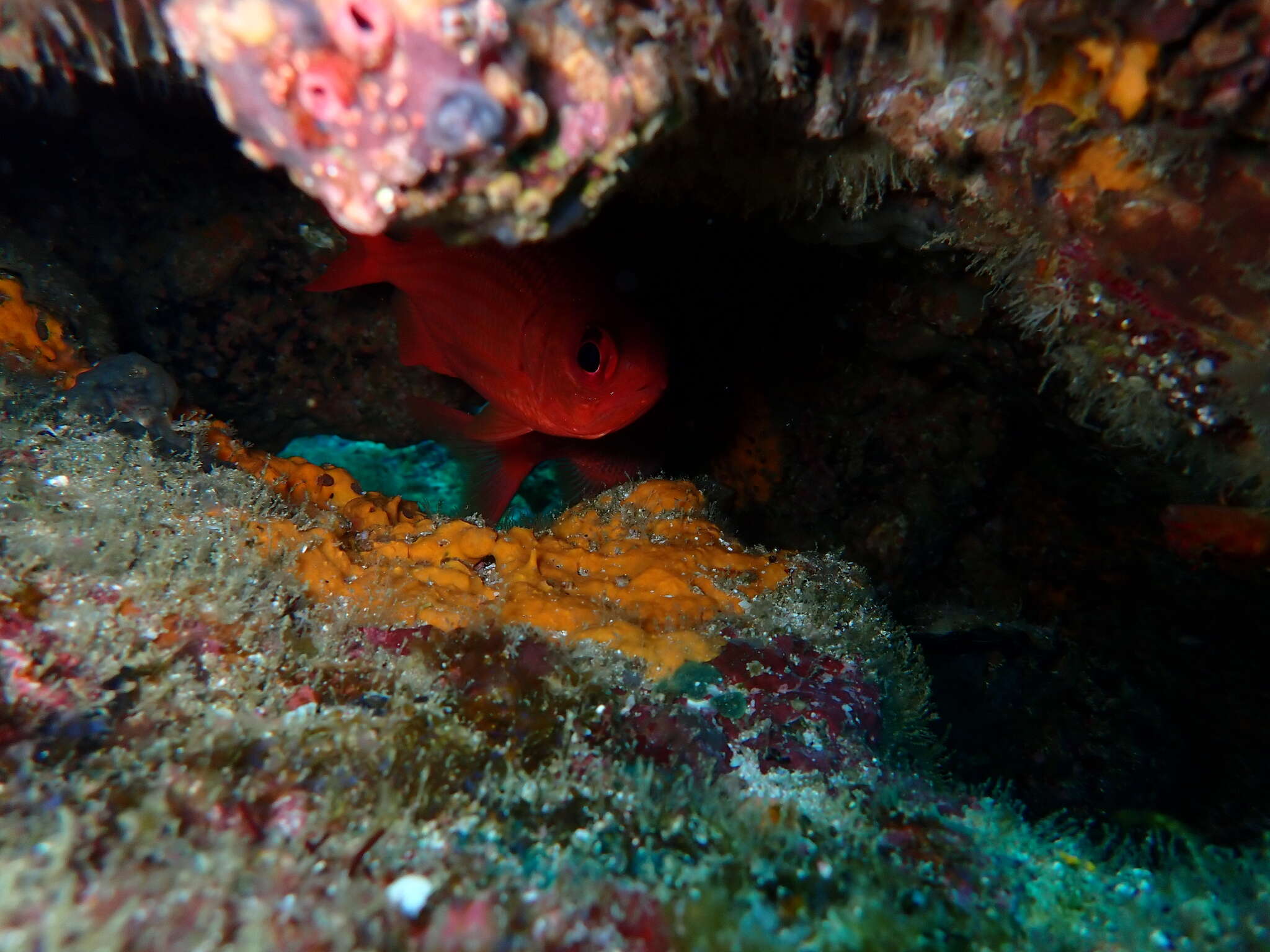 Image of Panamic soldierfish