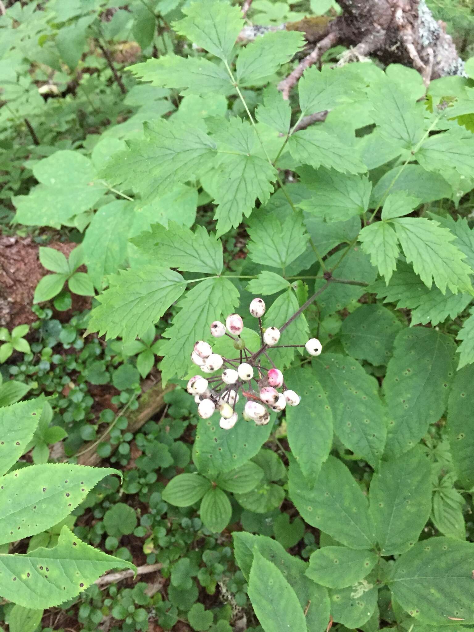 Imagem de Actaea rubra subsp. rubra