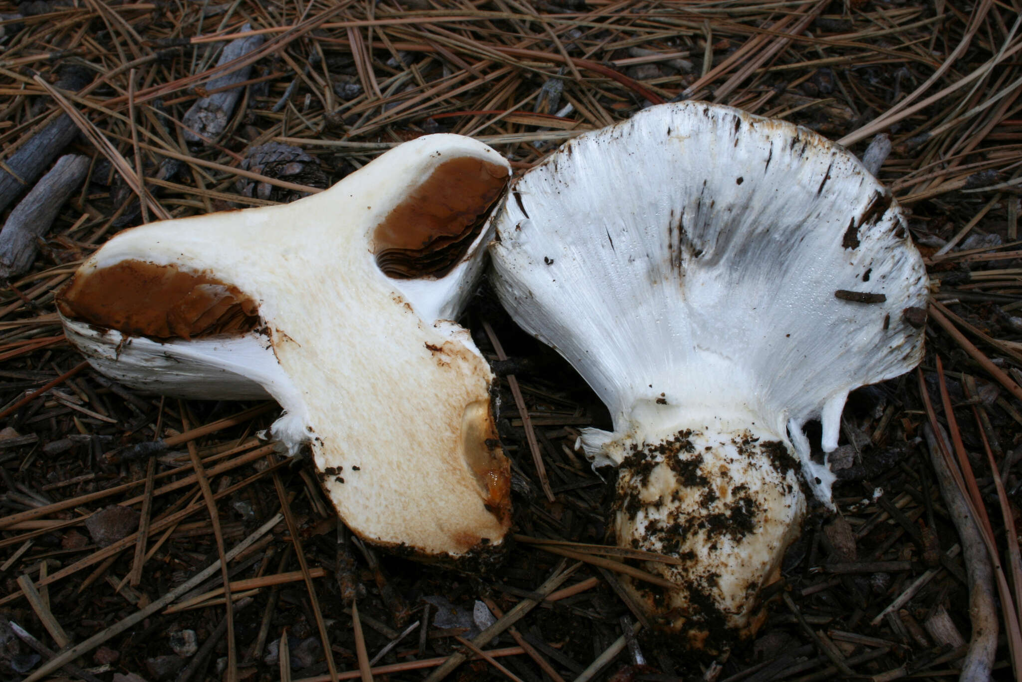 Image of Cortinarius magnivelatus Dearn. ex Fogel 1995