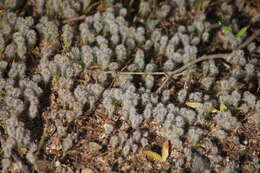 Image of Plantago bellardii All.