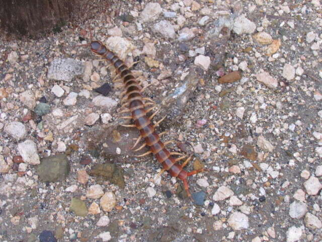 Imagem de Scolopendra gigantea Linnaeus 1758