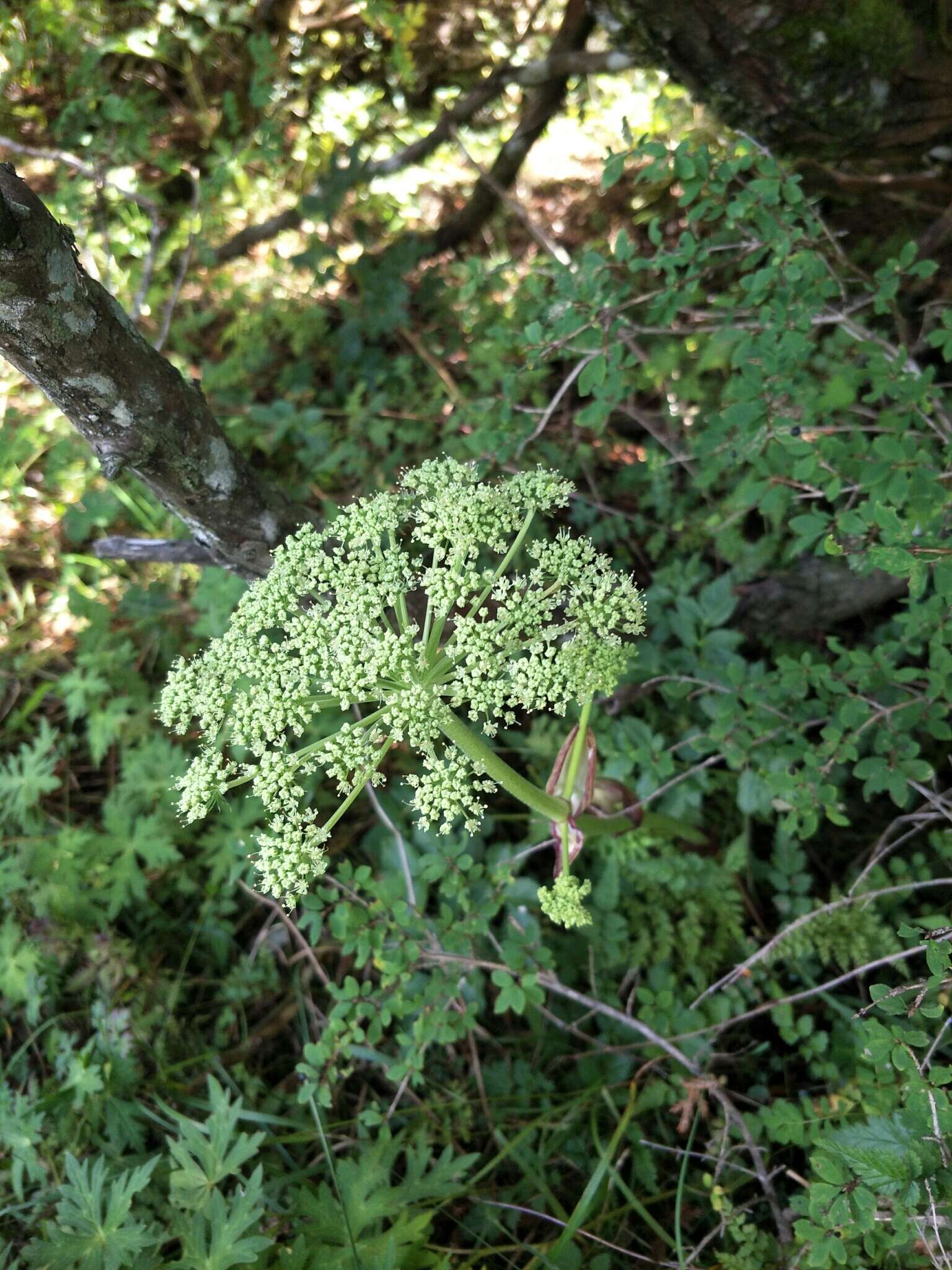 Слика од Angelica morrisonicola Hayata