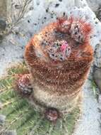 Image of Melocactus intortus subsp. intortus