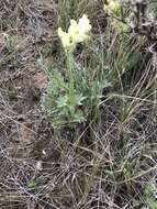 Слика од Oxytropis campestris (L.) DC.