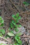 Image of Health Speedwell