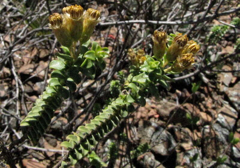 Image of Oedera squarrosa (L.) A. A. Anderberg & K. Bremer