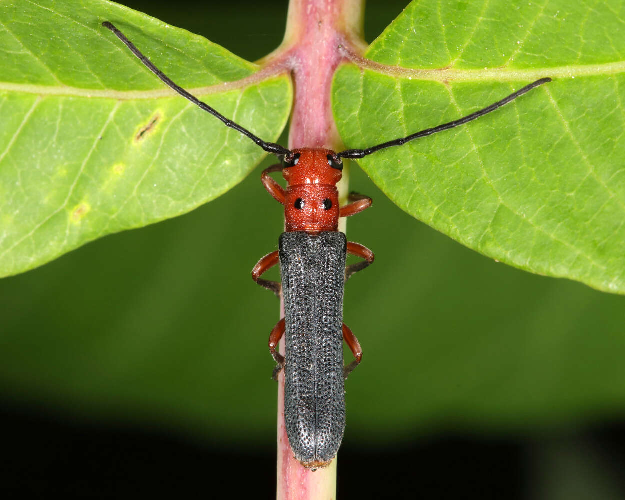 Image of Oberea ocellata Haldeman 1847