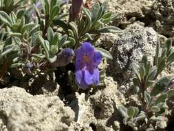 Image of mat penstemon