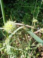 صورة Knautia integrifolia (L.) Bertol.