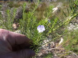 Plancia ëd Psoralea pinnata L.