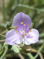 Image de Tradescantia occidentalis var. scopulorum (Rose) E. S. Anderson & Woodson