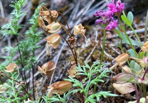 Image of widecalyx monkeyflower