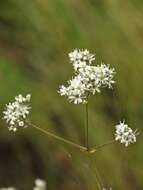 Image of Gypsophila cephalotes (Schrenk) F. N. Williams