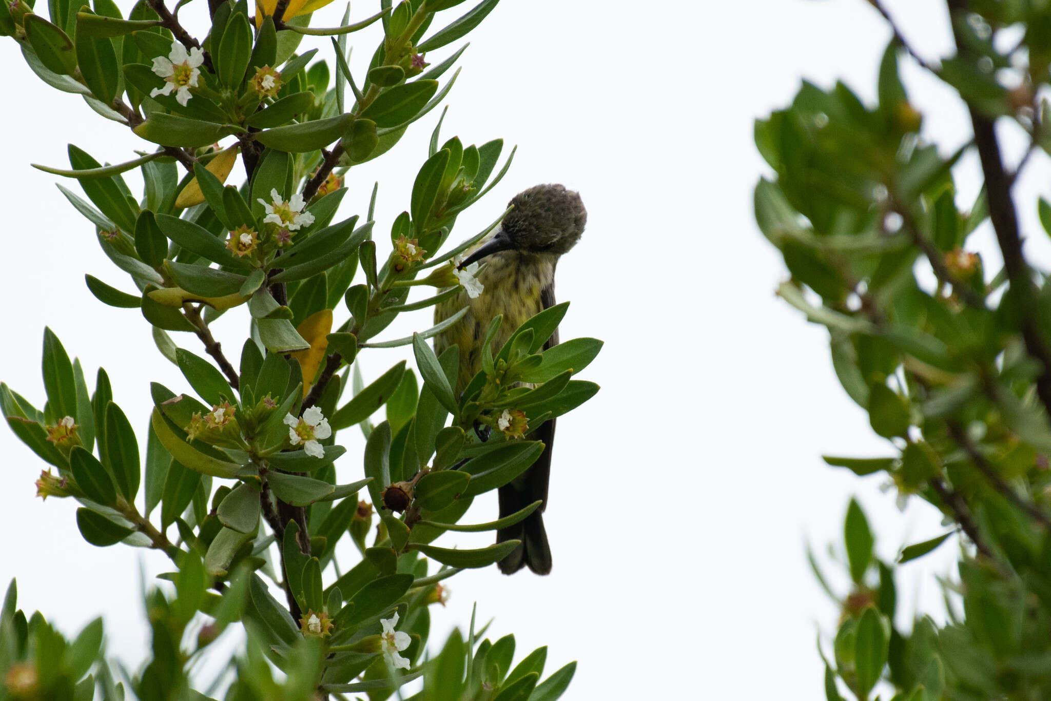 Image of Purple-banded Sunbird