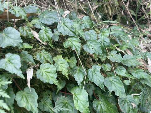 Слика од Begonia maurandiae A. DC.