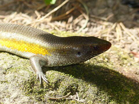 Imagem de Eutropis multifasciata (Kuhl 1820)