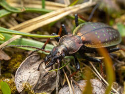 Image of Carabus (Platycarabus) fabricii Panzer 1810