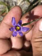 Image of Stiff Blue-Eyed-Grass