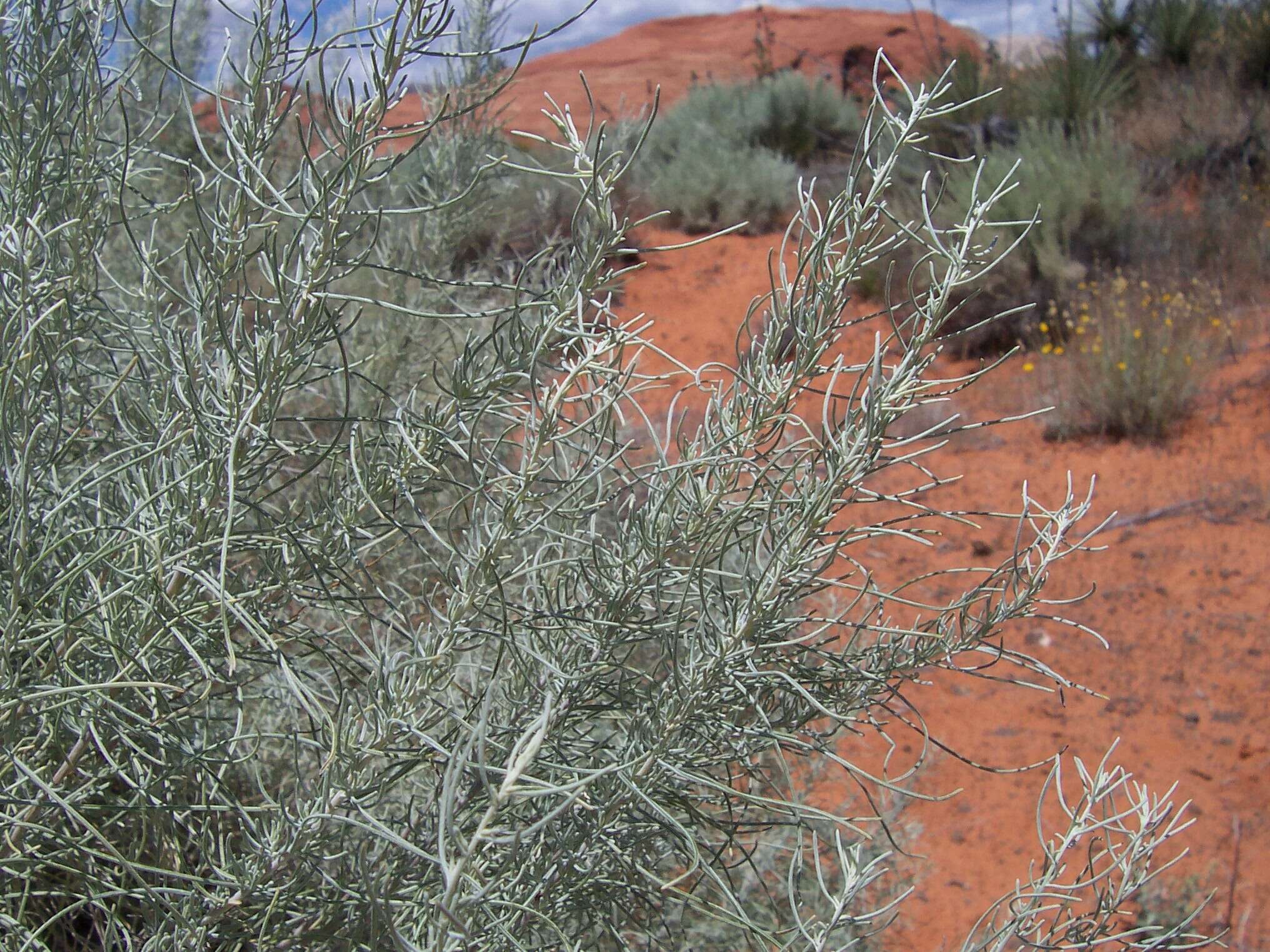 Artemisia filifolia Torr. resmi