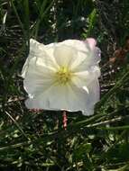 Слика од Oenothera acaulis Cav.