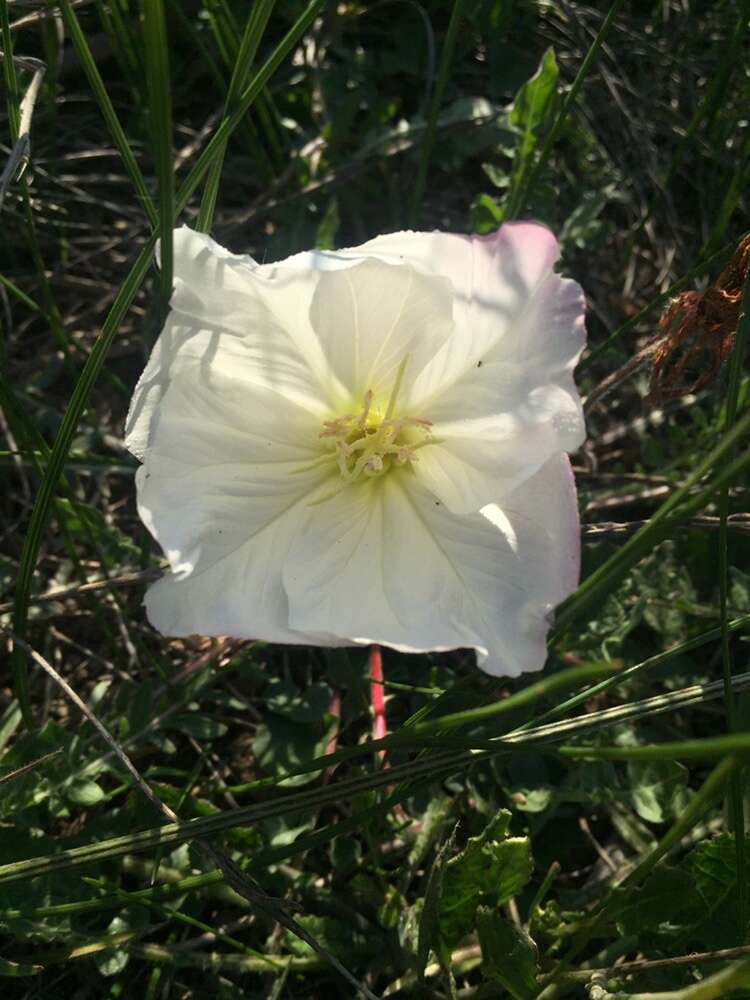 Imagem de Oenothera acaulis Cav.