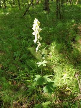 Image of <i>Aconitum lasiostomum</i>