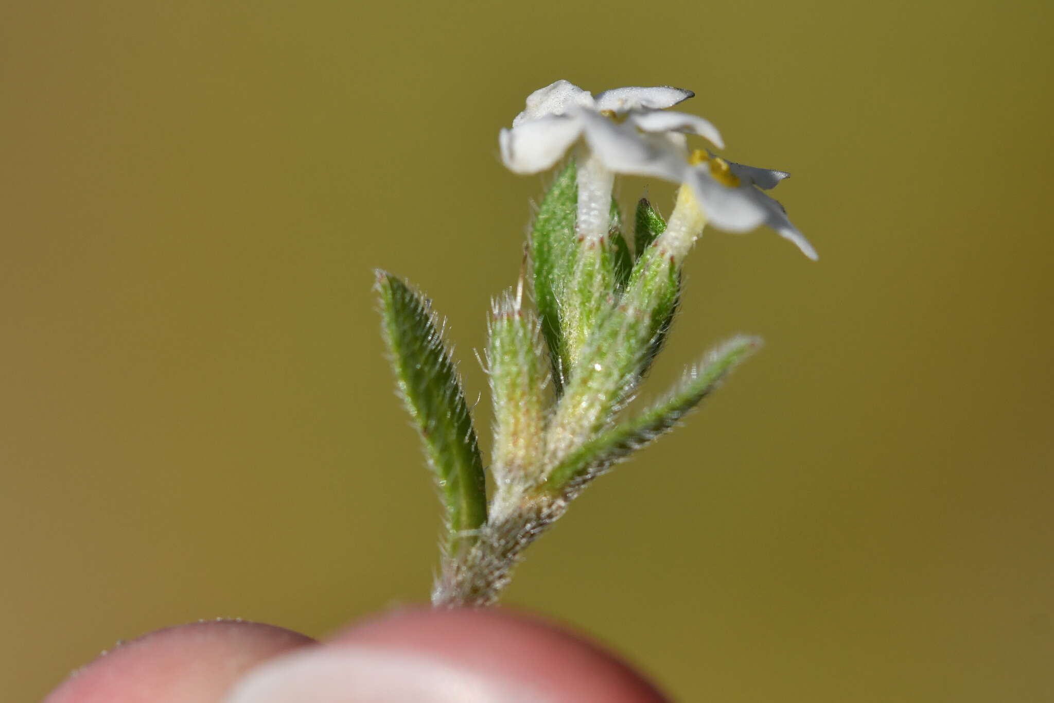 Imagem de Myosotis lyallii subsp. elderi (L. B. Moore) Meudt & Prebble