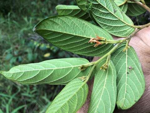 Image de Alangium villosum (Blume) Wangerin