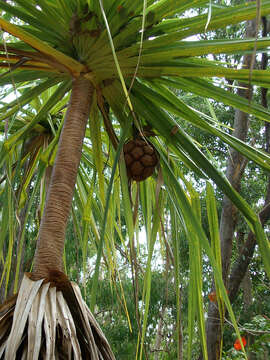 Image of Pandanus spiralis R. Br.