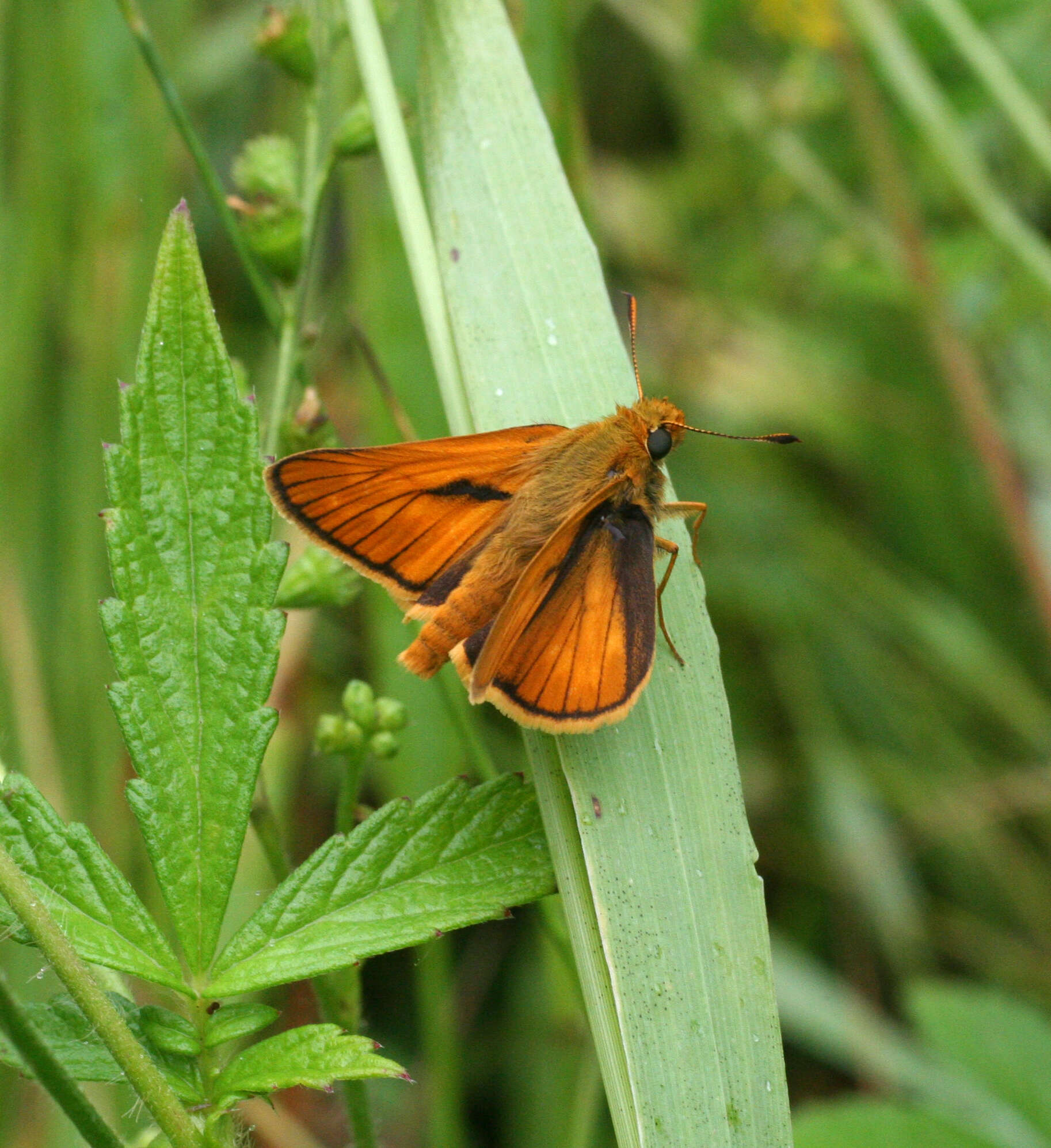 Ochlodes venata Bremer & Grey 1853 resmi