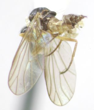 Image of <i>Iteaphila testacea</i> Melander 1946